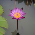water-lily-4217063_1280